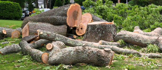 Best Firewood Processing and Delivery  in Burlington, VT