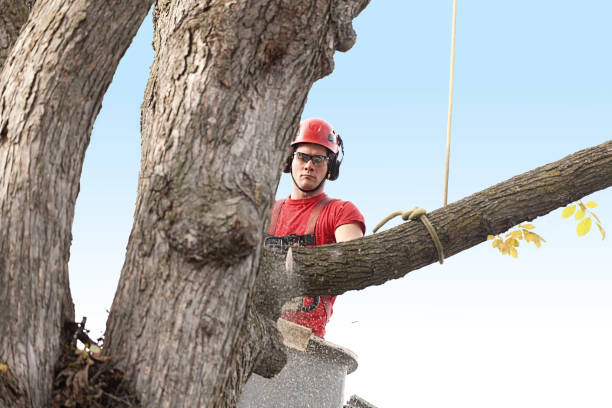 Best Tree and Shrub Care  in Burlington, VT